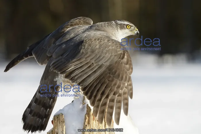 : Northern Goshawk : Northern Goshawk