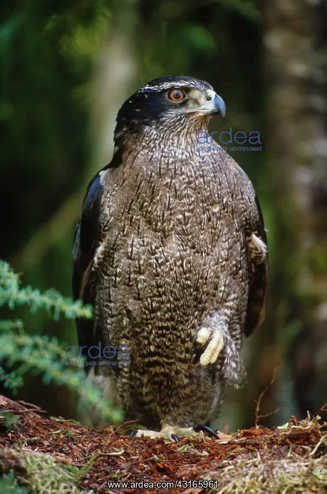 : Northern Goshawk : Northern Goshawk