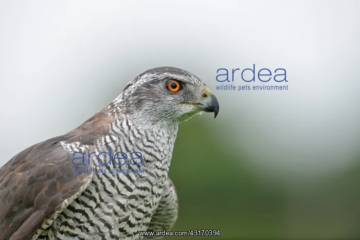: Northern Goshawk : Northern Goshawk