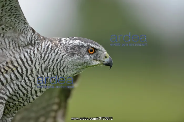  : Northern Goshawk