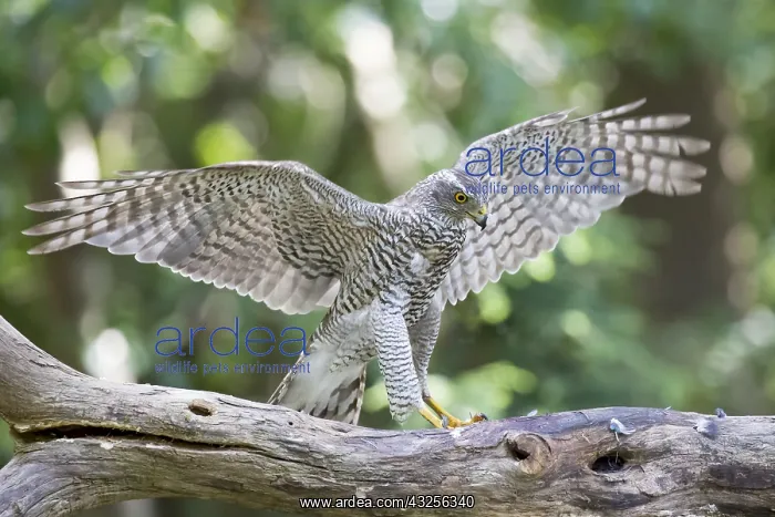 : Northern Goshawk (Accipiter gentilis) with his : Northern Goshawk (Accipiter gentilis) with his