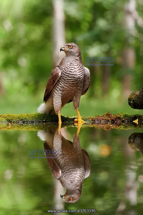 : Northern goshawk (Accipiter gentilis), adult female : Northern goshawk (Accipiter gentilis), adult female