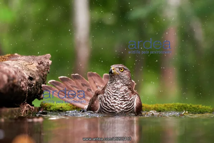 : Northern goshawk (Accipiter gentilis), adult female : Northern goshawk (Accipiter gentilis), adult female