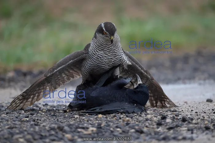 : Northern goshawk (Accipiter gentilis) beats rook : Northern goshawk (Accipiter gentilis) beats rook