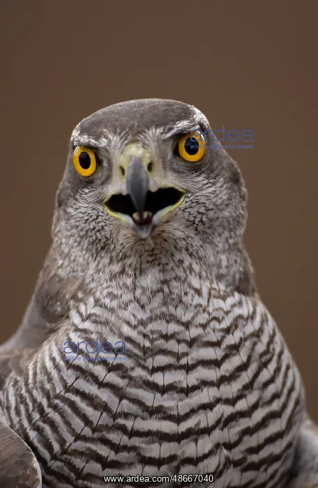 : Northern Goshawk (Accipiter gentilis) Close-up of head, beak : Northern Goshawk (Accipiter gentilis) Close-up of head, beak