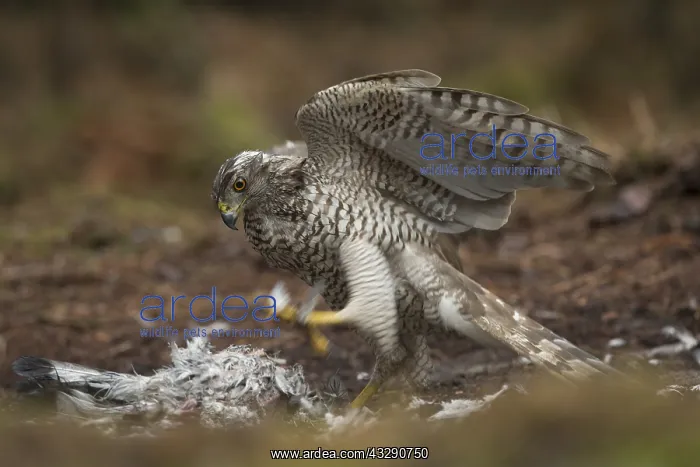 : Northern Goshawk (accipiter gentilis) feeding o : Northern Goshawk (accipiter gentilis) feeding o