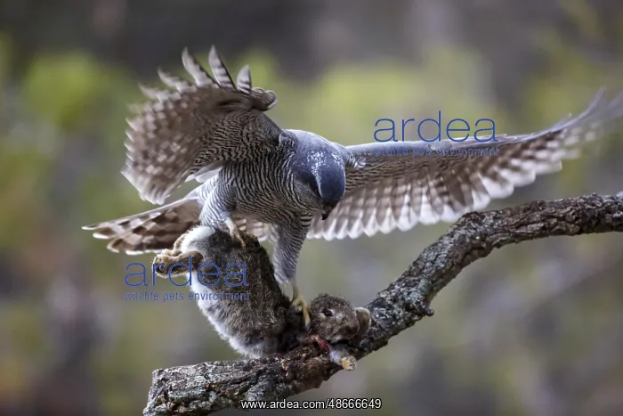 : Northern Goshawk (Accipiter gentilis) female with prey : Northern Goshawk (Accipiter gentilis) female with prey