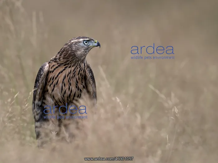 : Northern Goshawk (Accipiter gentilis) between g : Northern Goshawk (Accipiter gentilis) between g