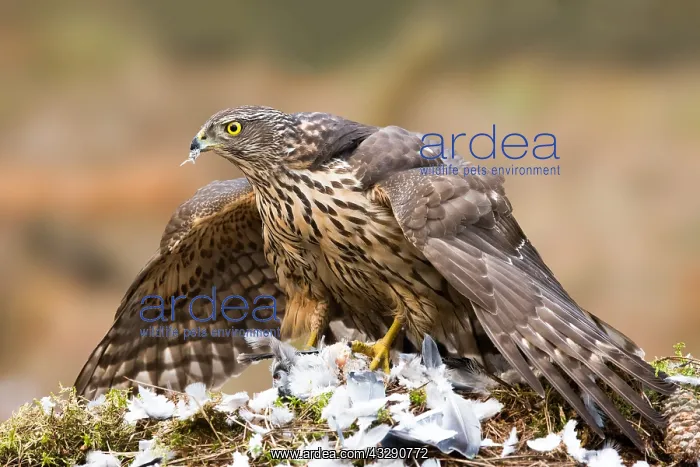 : Northern Goshawk (Accipiter gentilis) juvenile : Northern Goshawk (Accipiter gentilis) juvenile