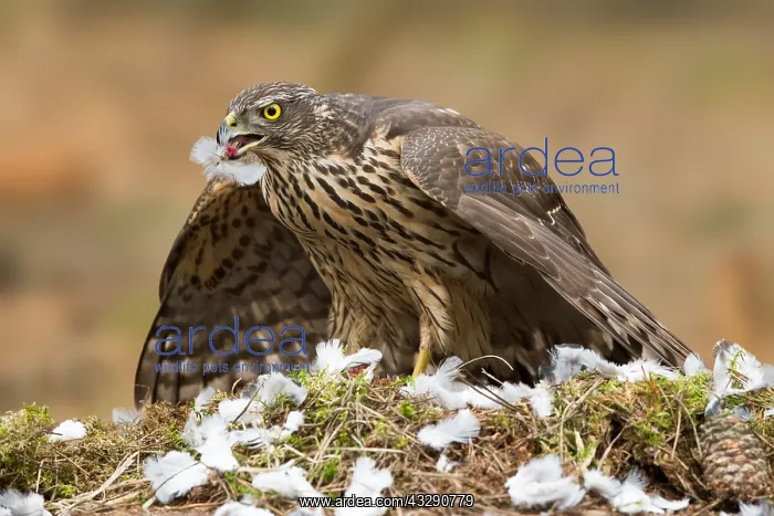 : Northern Goshawk (Accipiter gentilis) juvenile : Northern Goshawk (Accipiter gentilis) juvenile