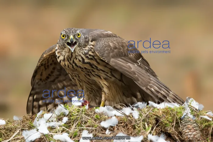 : Northern Goshawk (Accipiter gentilis) juvenile : Northern Goshawk (Accipiter gentilis) juvenile
