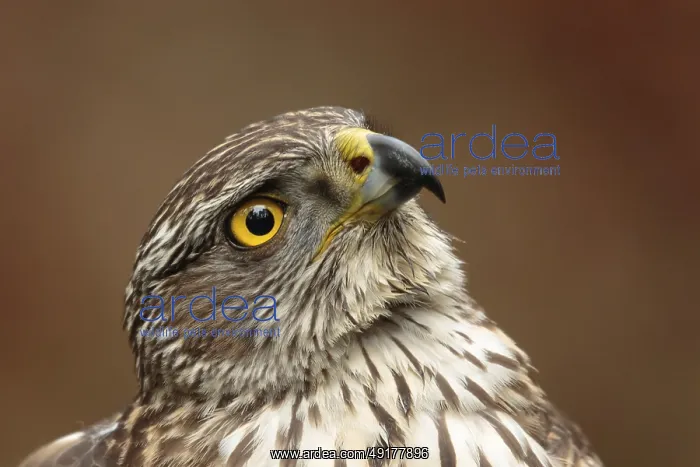 : Northern Goshawk (Accipiter gentilis) juvenile : Northern Goshawk (Accipiter gentilis) juvenile