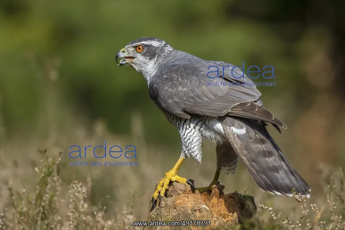 : Northern Goshawk (Accipiter gentilis) male : Northern Goshawk (Accipiter gentilis) male