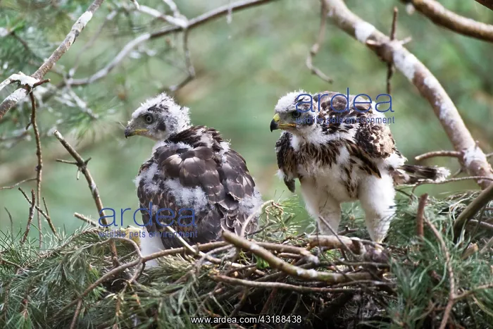  : Northern goshawk (Accipiter gentilis), young birds