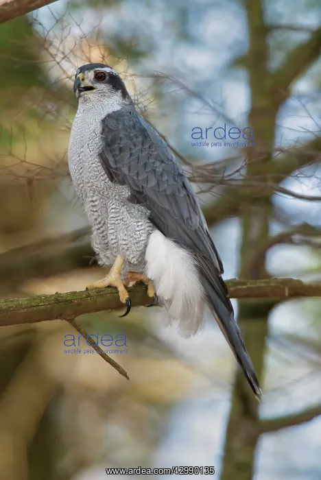 : Northern Goshawk - adult bird perched on dead white pine lim : Northern Goshawk - adult bird perched on dead white pine lim