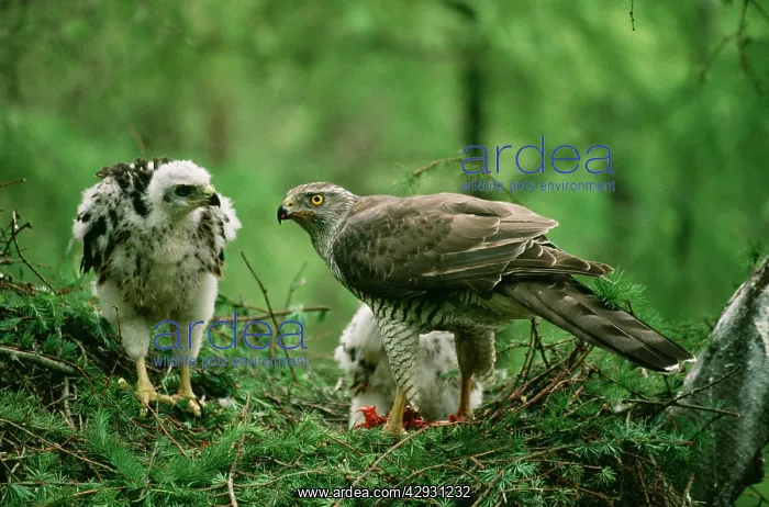 : Northern GOSHAWK - adult feeding chicks at nest : Northern GOSHAWK - adult feeding chicks at nest