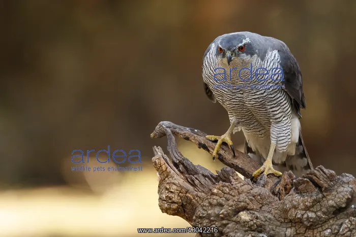 : Northern Goshawk - adult male perched on a branch : Northern Goshawk - adult male perched on a branch