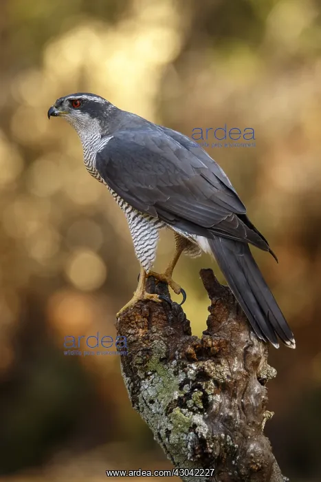 : Northern Goshawk - adult male perched on a branch : Northern Goshawk - adult male perched on a branch