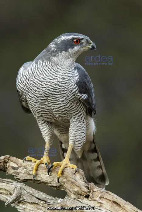 : Northern Goshawk - adult male perched on a branch : Northern Goshawk - adult male perched on a branch