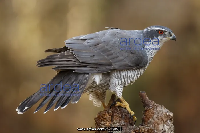 : Northern Goshawk - adult male perched on a branch : Northern Goshawk - adult male perched on a branch