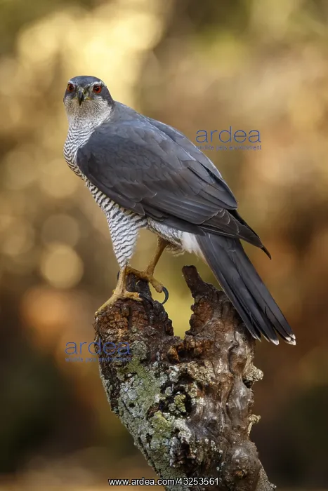 : Northern Goshawk - adult male perched on a branch : Northern Goshawk - adult male perched on a branch