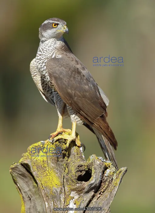 : Northern Goshawk - adult male perched on a log : Northern Goshawk - adult male perched on a log
