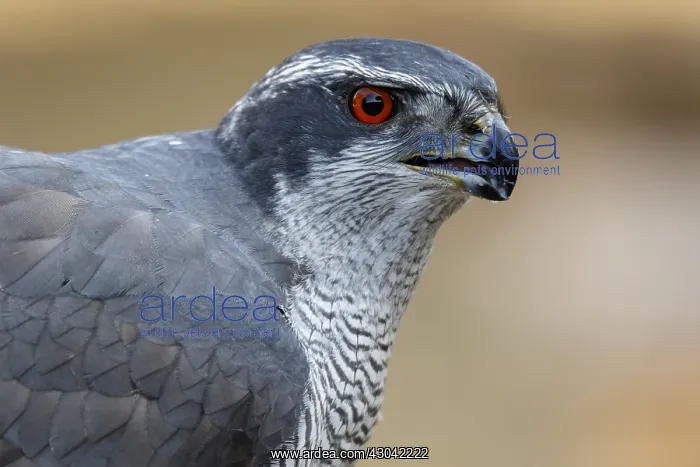 : Northern Goshawk - adult male portrait - Castile : Northern Goshawk - adult male portrait - Castile