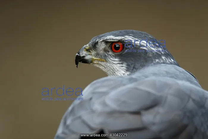 : Northern Goshawk - adult male portrait - Castile : Northern Goshawk - adult male portrait - Castile