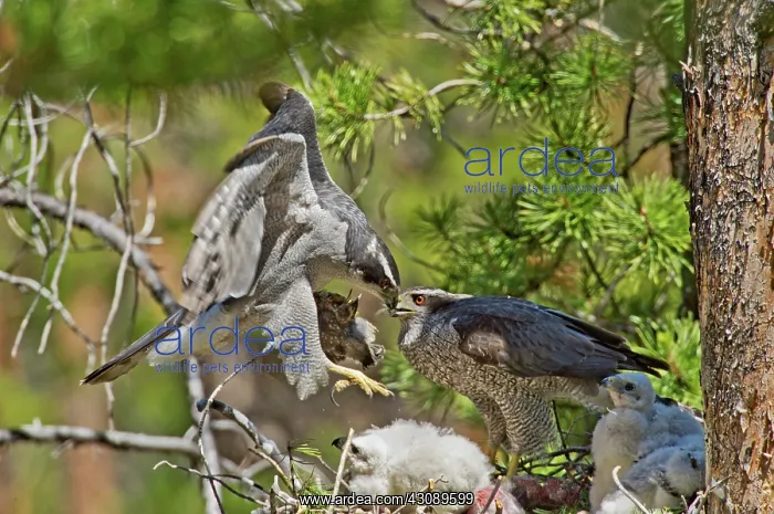 : Northern Goshawk brings prey to nest : Northern Goshawk brings prey to nest