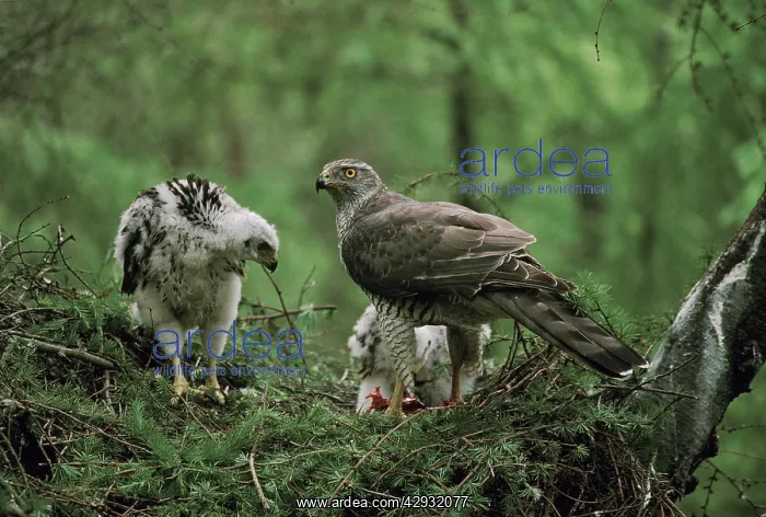 : Northern Goshawk - feeding large chicks in nestSS : Northern Goshawk - feeding large chicks in nestSS