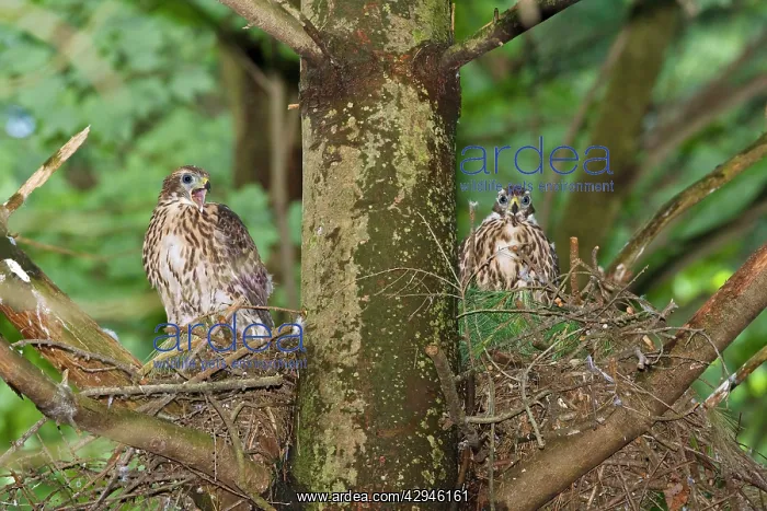 : Northern Goshawk fledgling at nest : Northern Goshawk fledgling at nest