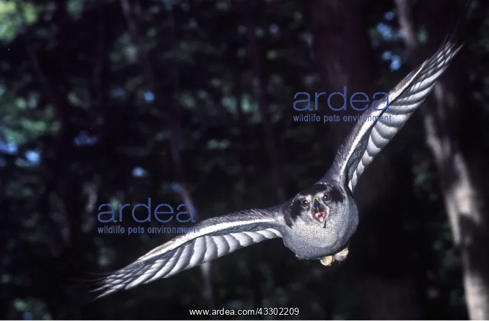 : Northern GOSHAWK - in flight : Northern GOSHAWK - in flight