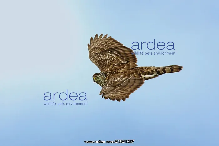 : Northern Goshawk - immature : Northern Goshawk - immature