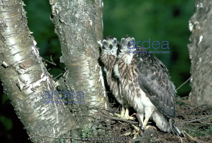 : Northern Goshawk nestlings : Northern Goshawk nestlings
