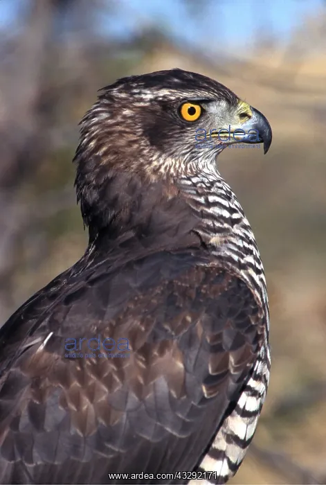 : Northern GOSHAWK - side view, head : Northern GOSHAWK - side view, head