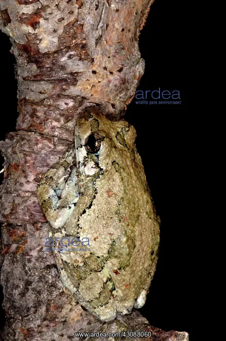 : Northern Gray Treefrog : Northern Gray Treefrog