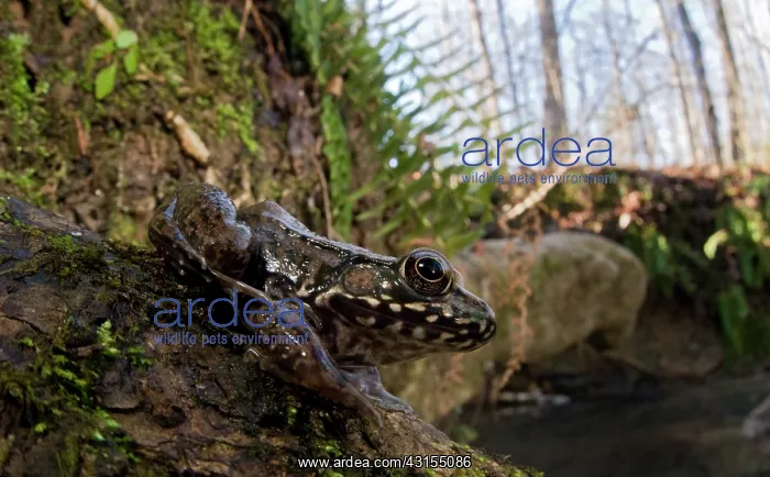 : Northern Green Frog : Northern Green Frog