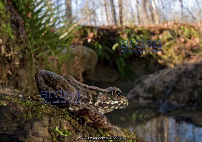 : Northern Green Frog : Northern Green Frog