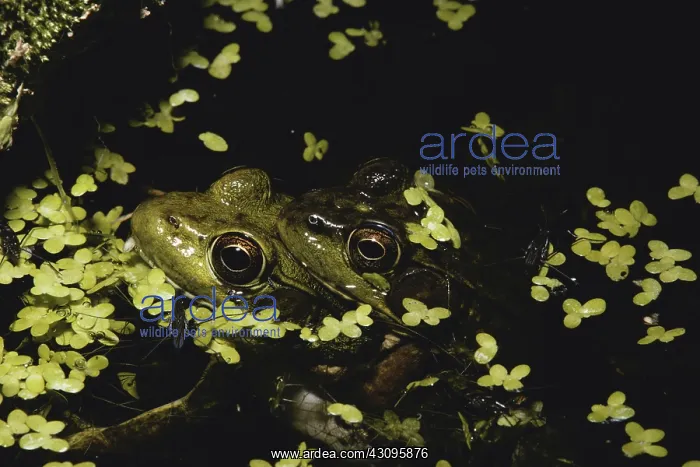 : Northern Green Frogs : Northern Green Frogs