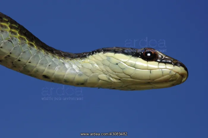 : Northern Green Tree Snake, Australia : Northern Green Tree Snake, Australia