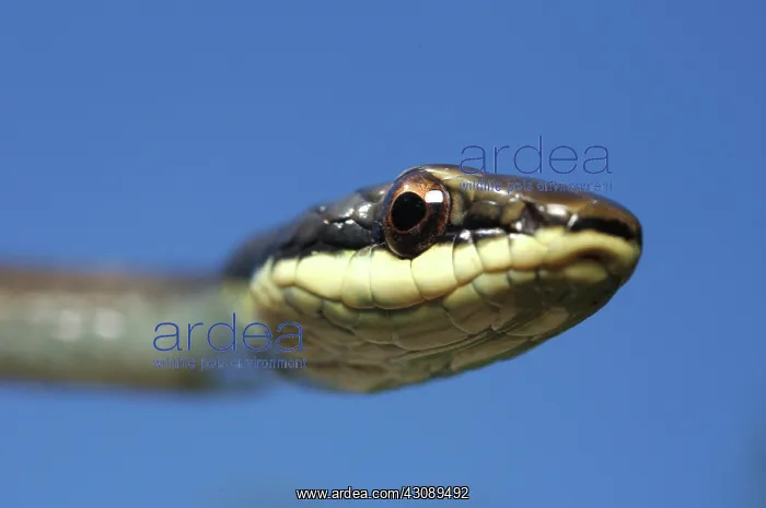 : Northern Green Tree Snake, Australia : Northern Green Tree Snake, Australia