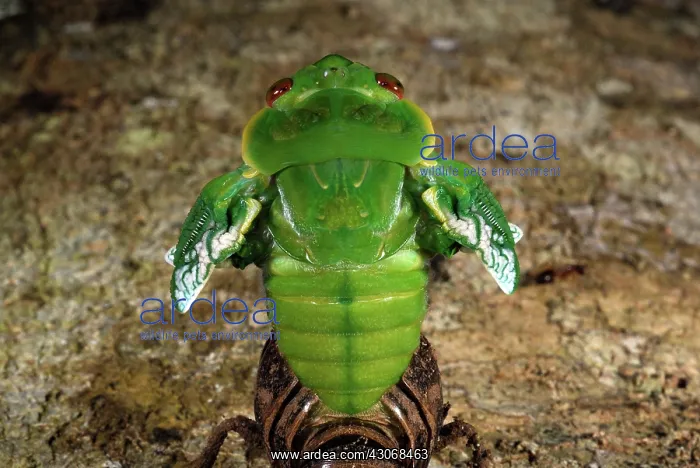 : Northern Greengrocer Cicada : Northern Greengrocer Cicada