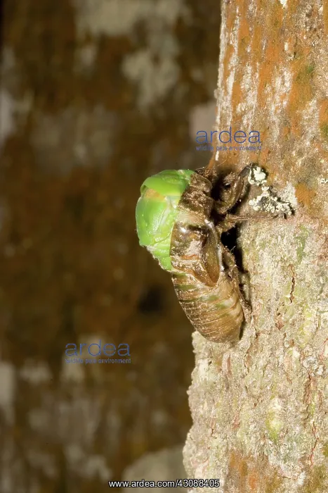 : Northern greengrocer cicada hatching : Northern greengrocer cicada hatching