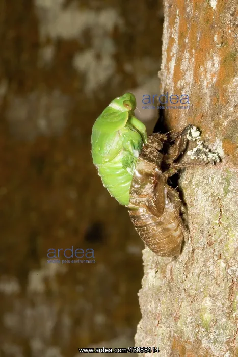 : Northern greengrocer cicada hatching : Northern greengrocer cicada hatching