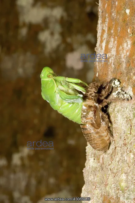 : Northern greengrocer cicada hatching : Northern greengrocer cicada hatching