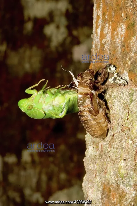 : Northern greengrocer cicada hatching : Northern greengrocer cicada hatching