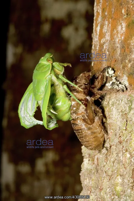 : Northern greengrocer cicada hatching : Northern greengrocer cicada hatching