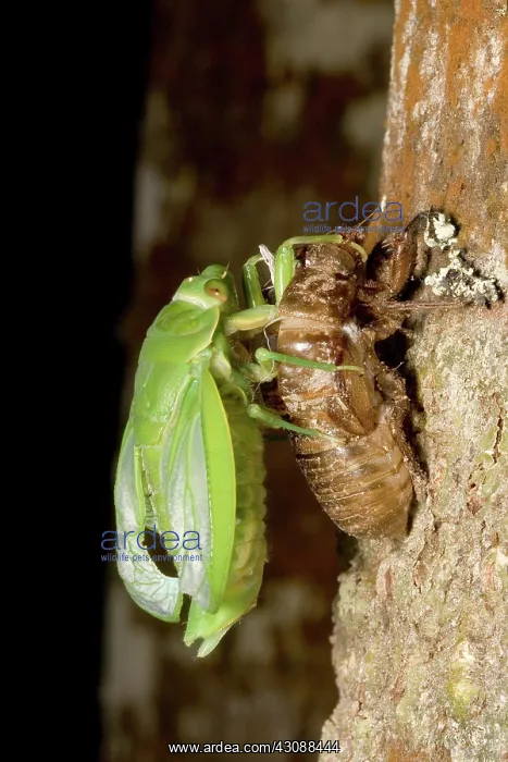 : Northern greengrocer cicada hatching : Northern greengrocer cicada hatching