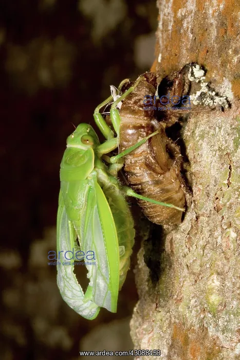: Northern greengrocer cicada hatching : Northern greengrocer cicada hatching