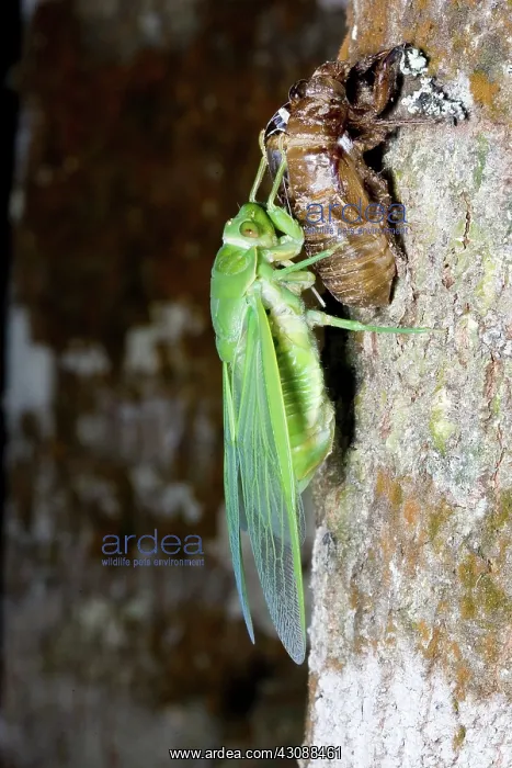 : Northern greengrocer cicada hatching : Northern greengrocer cicada hatching